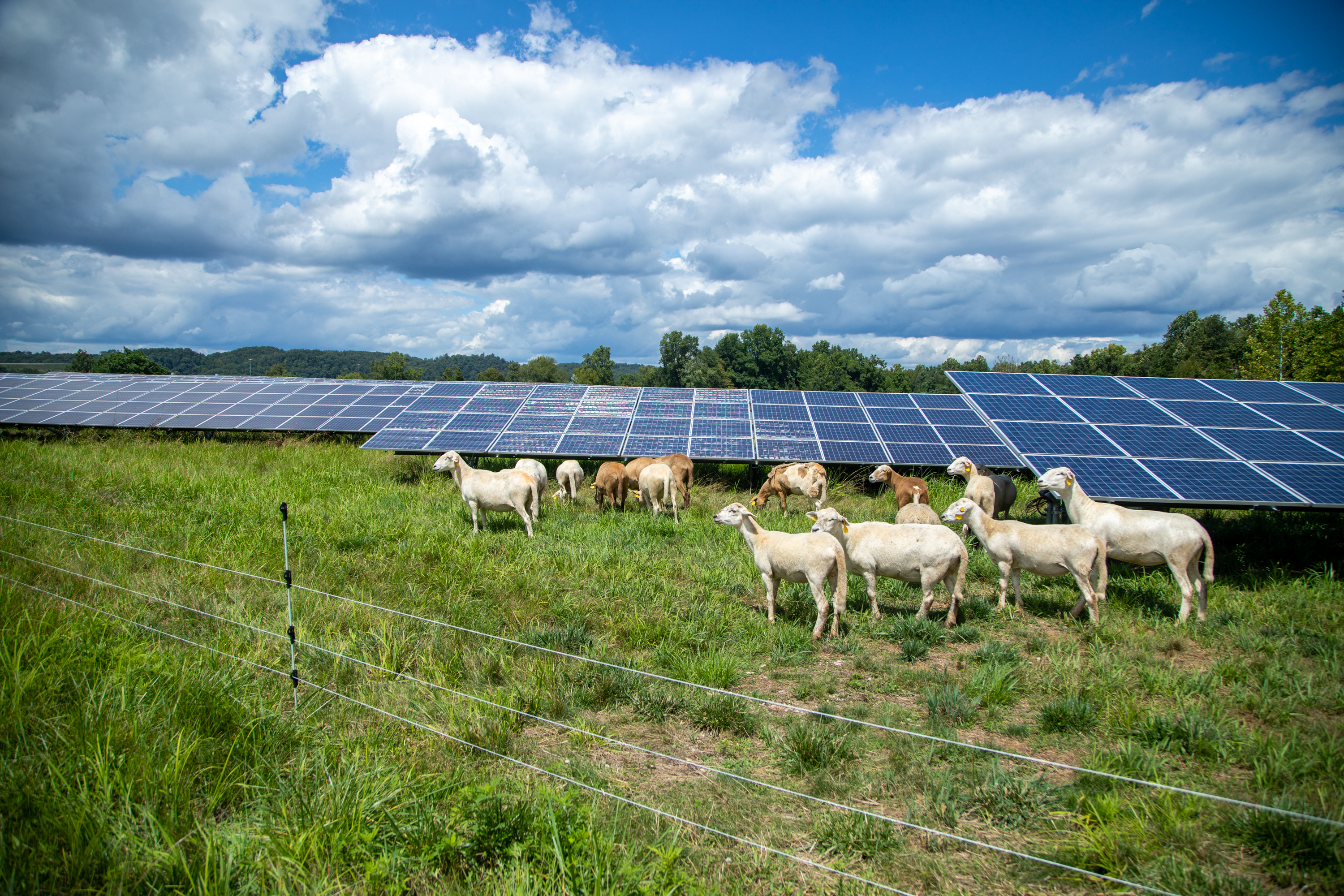 A herd of sheep grazing near solar panels in West Virginia,A herd of sheep grazing near solar panels in West Virginia