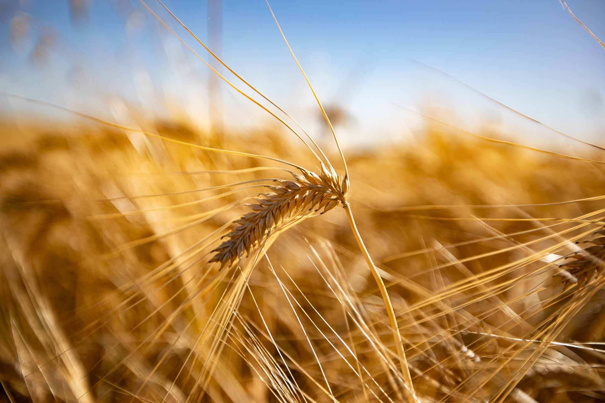 Closeup photo of barley growing in a field,